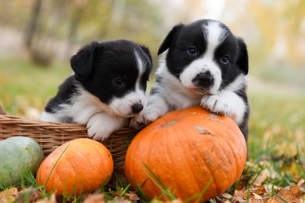 Corgi Welpen Hunde mit Kürbissen