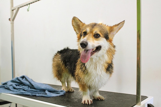 Corgi welsh pembroke dog después del lavado, baño, ducha envuelto en una toalla en la mesa de aseo en el salón.