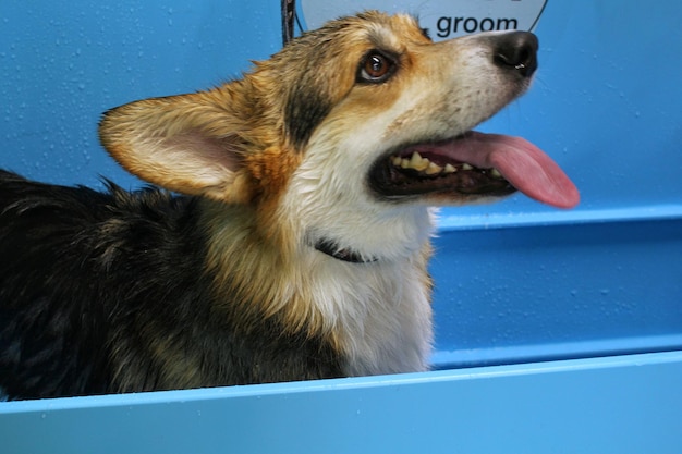 Corgi welsh pembroke con piel mojada de pie en un baño después de bañarse y lavarse en el salón de aseo