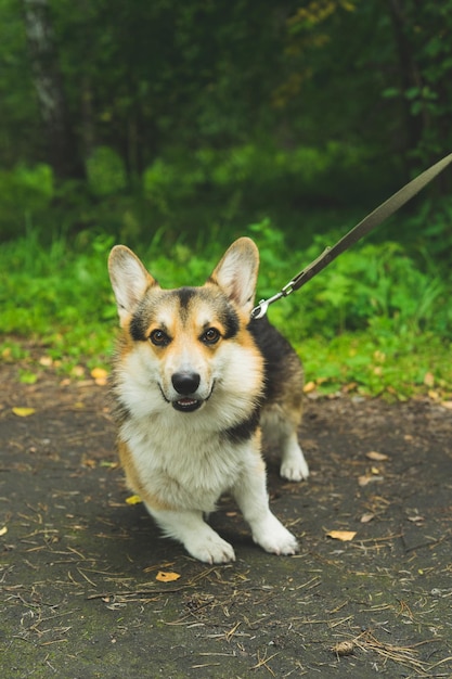 Foto corgi welsh pembroke sonríe y se acuesta en la hierba de verano