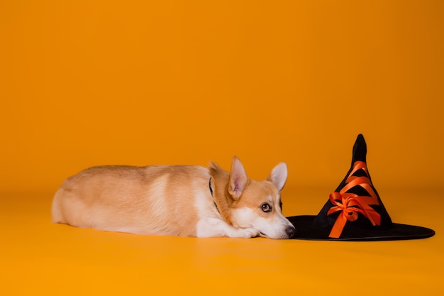 Corgihund im Halloween-Kostüm