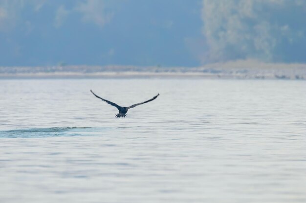 Cormorán grande despega del agua (Phalacrocorax carbo)