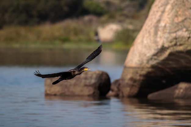 Cormorán grande Phalacrocorax carbo