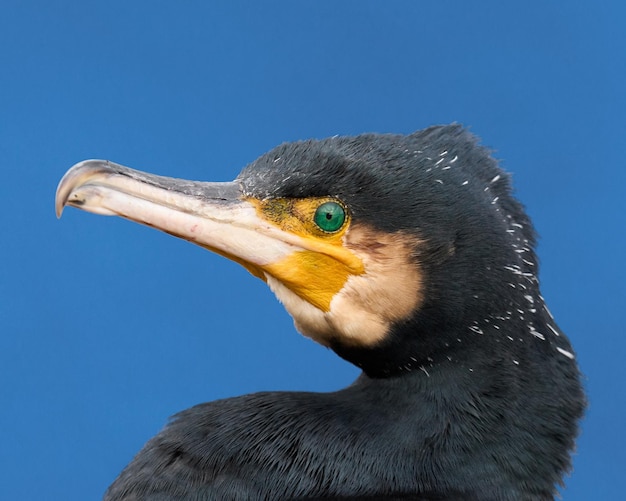 Cormorán grande Phalacrocorax carbo