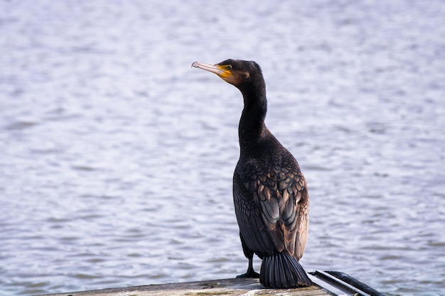 Cormorán en los muelles de la ciudad de Bristol