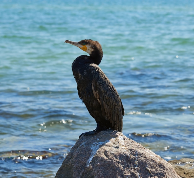 Cormorán negro adulto se asienta sobre una piedra junto al mar