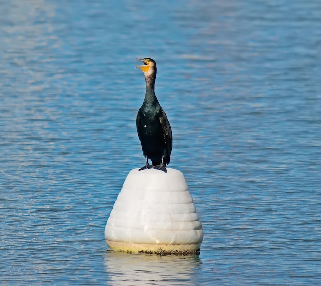 Foto cormorán negro sobre una boya blanca en el mar