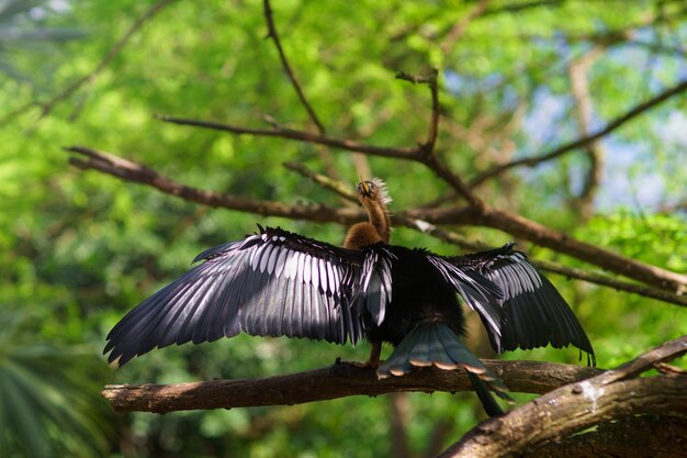 Un cormorán neotrópico secando sus alas sobre fondo verde.