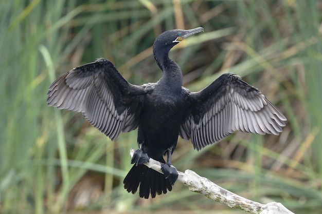 Cormorán neotrópico