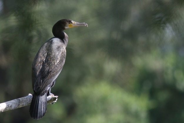 Cormorán - (Phalacrocorax carbo)