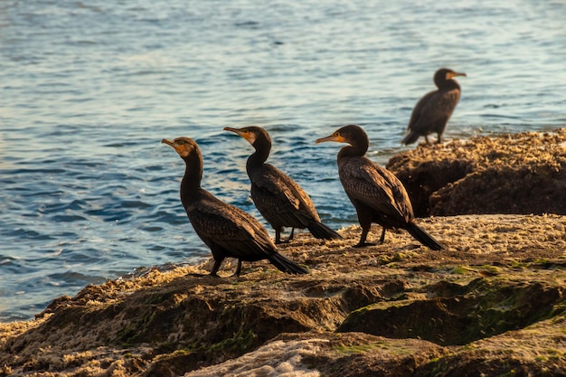 Cormoran un ave acuatica emblemática en la costa mediterranea