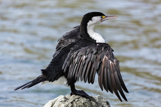 Cormorán de varios colores (Phalacrocorax varius)