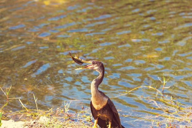 Cormorán