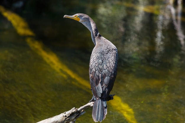 Cormorán