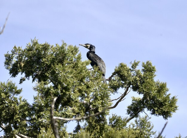 cormoranes aves en los árboles en la isla golem grad lago prespa macedonia imagen de un