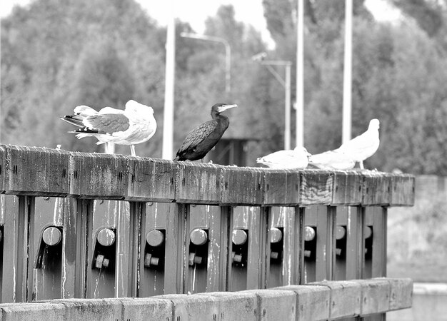 Foto cormoranes y gaviotas en la barandilla