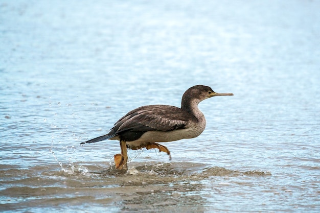 Cormoranes manchados (Phalacrocorax punctatus) corriendo en aguas poco profundas