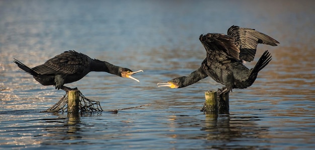 Foto cormoranes en postes de madera