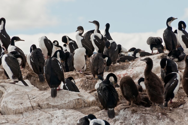 Cormoranes salvajes en la tormenta argentina