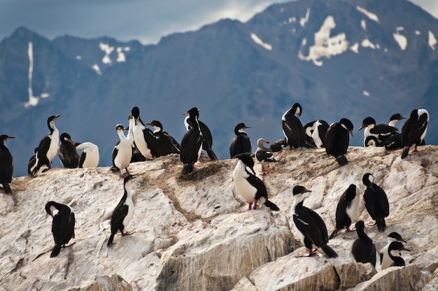 Cormoranes salvajes en la tormenta argentina