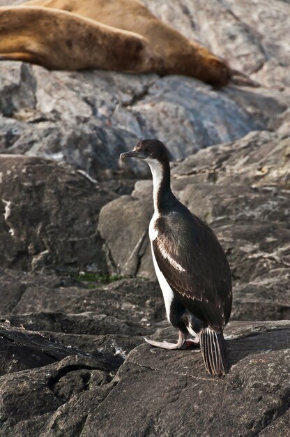 Foto cormoranes