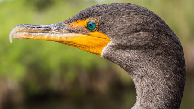 Cormorant de crista dupla