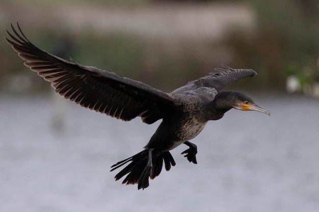 Cormorant voando sobre uma lagoa selvagem