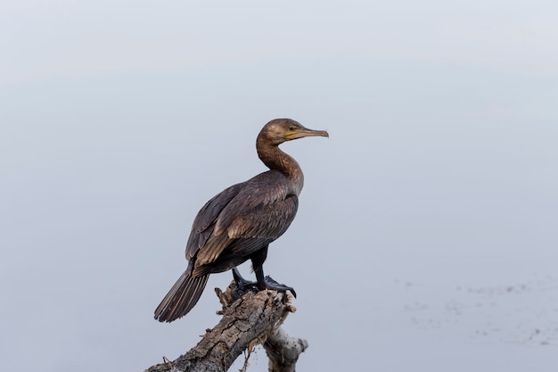 Cormorão do cabo Phalacrocorax capensis