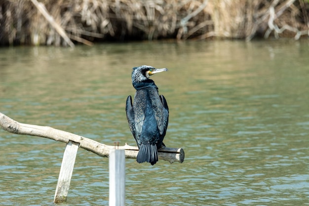 Foto cormorão grande em perca secando ao sol no lago da albufera de maiorca