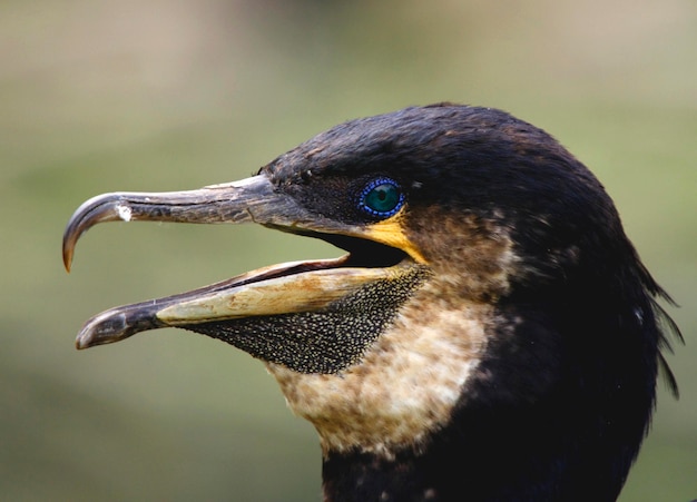 Cormorão ofegante