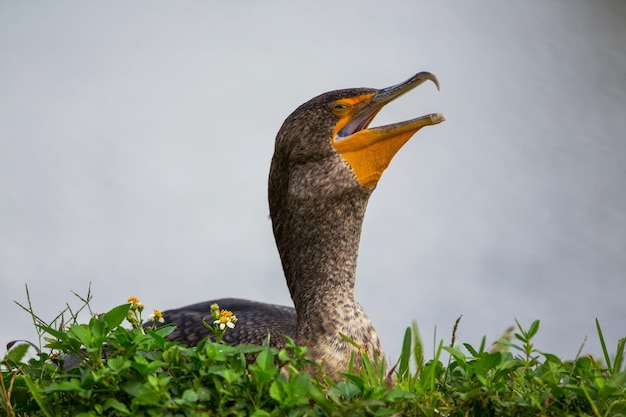 cormorão