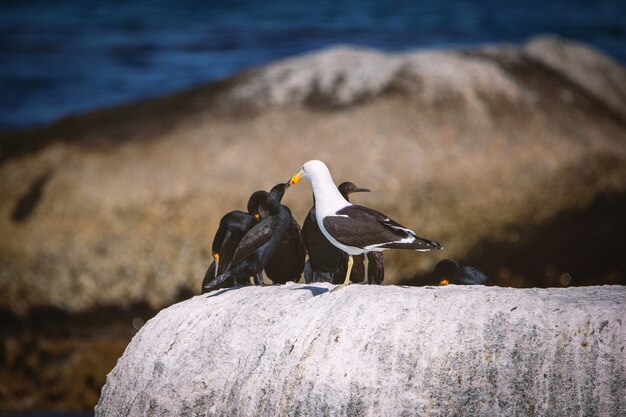 Foto cormotants do cabo e uma gaivota sentado em uma pedra na baía de betty, áfrica do sul