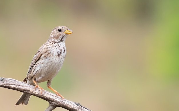 Corn bunting Emberiza calandra Um pássaro senta-se em um galho seco em um belo fundo desfocado