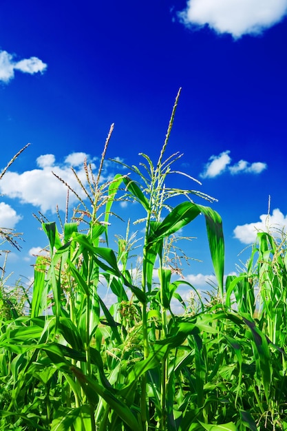 Corn Oan ein Himmel aus nächster Nähe