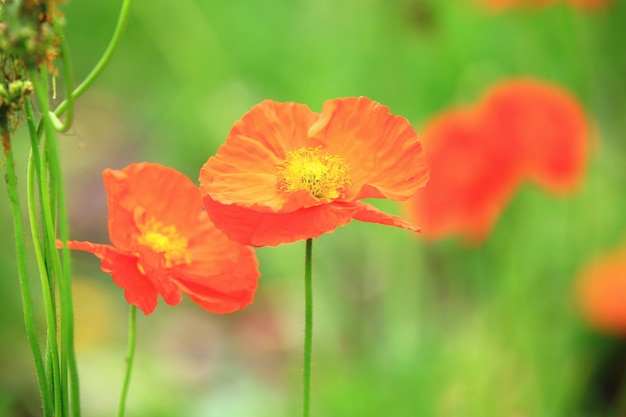 Corn PoppyShirley PoppyCanker Rose florescloseup de flores de laranjeira florescendo no jardim