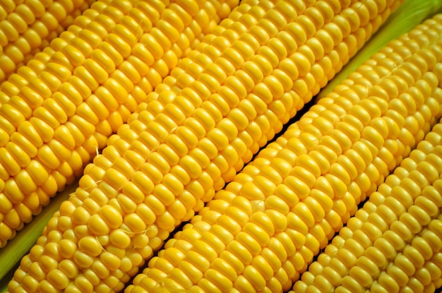 Corn Vektor nahtlose realistische Textur