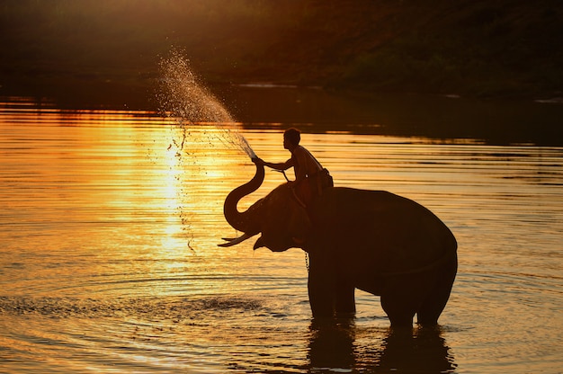 Cornaca e elefante durante o pôr do sol