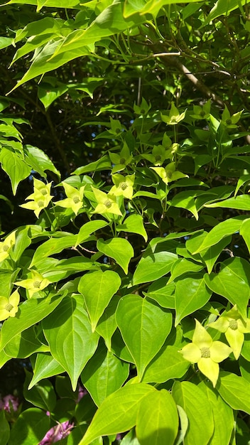 Foto cornejo cornejo japonés cornus kousa