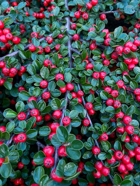 Cornejo (Cotoneaster splendens) es un género de plantas de la familia Rosaceae