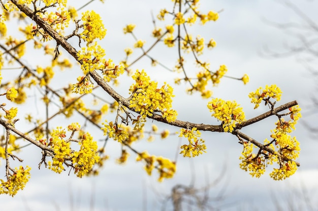 Cornejo en flor contra un cielo nublado Primavera tradicional floreciendo Hermoso fondo