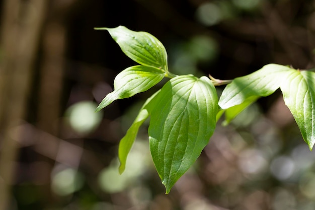 Cornelian Cherry Dogwood hinterlässt Cornus mas auf einem Baumzweig im Frühjahr selektiver Fokus