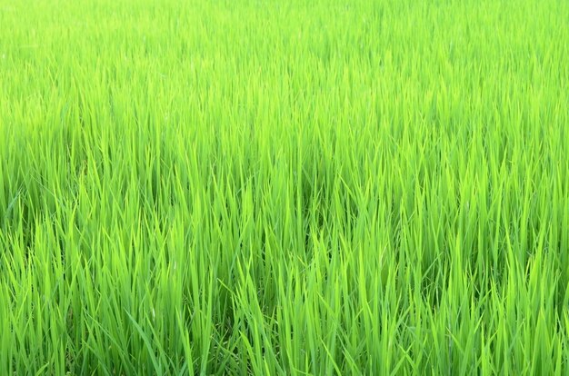 Cornfield-tailandia