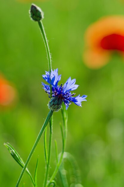 cornflower