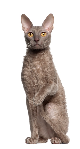 Cornish Rex (9 Monate alt)