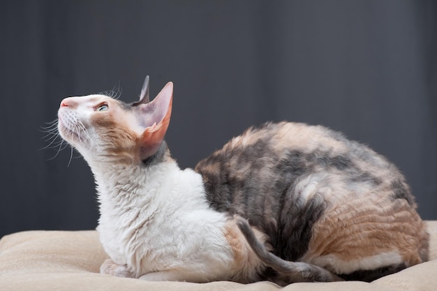 Cornish Rex Cat