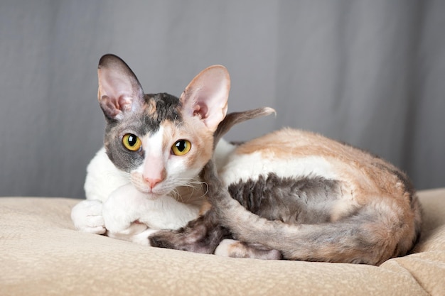 Foto cornish rex gato