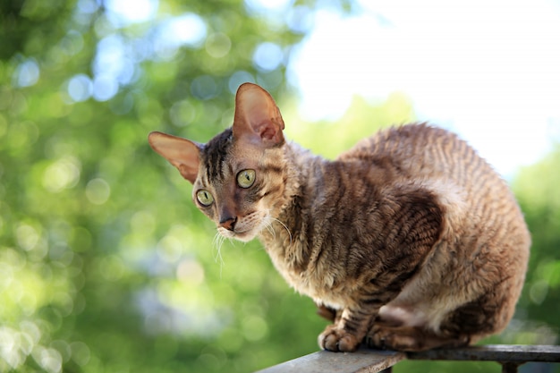 Cornish Rex graue Katze