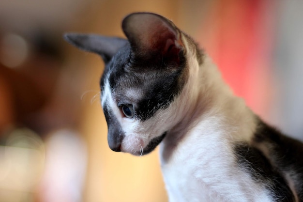 Foto cornish rex-kätzchen