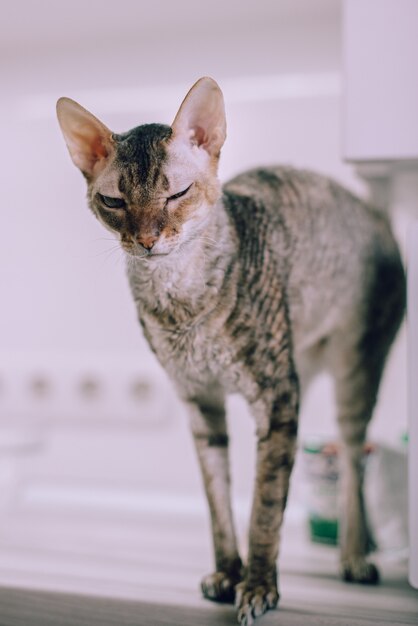 Cornish Rex-Katze