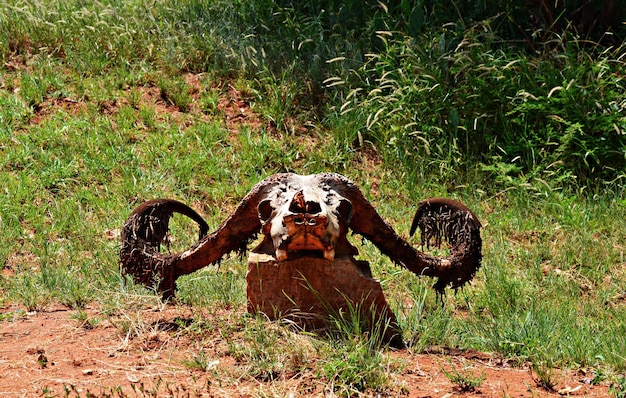 Foto corno em campo gramado